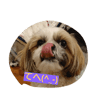 シーズー(犬)のコロン（個別スタンプ：8）