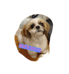 シーズー(犬)のコロン（個別スタンプ：10）