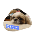 シーズー(犬)のコロン（個別スタンプ：11）