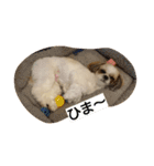 シーズー(犬)のコロン（個別スタンプ：12）
