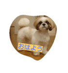 シーズー(犬)のコロン（個別スタンプ：13）
