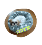シーズー(犬)のコロン（個別スタンプ：14）