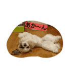 シーズー(犬)のコロン（個別スタンプ：15）
