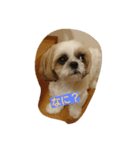 シーズー(犬)のコロン（個別スタンプ：16）