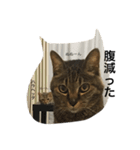 ねこな毎日 2（個別スタンプ：3）