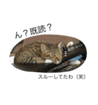ねこな毎日 2（個別スタンプ：7）