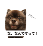 ポメラニアン ランコロンスタンプ（個別スタンプ：3）