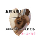 ポメラニアン ランコロンスタンプ（個別スタンプ：10）