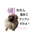 ポメラニアン ランコロンスタンプ（個別スタンプ：16）