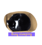 居候猫（個別スタンプ：5）