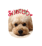 マロンのつぶやき（個別スタンプ：3）