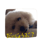 マロンのつぶやき（個別スタンプ：4）