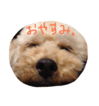マロンのつぶやき（個別スタンプ：16）
