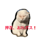 押忍！おれボス。野良猫上等っす！（個別スタンプ：1）