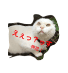 押忍！おれボス。野良猫上等っす！（個別スタンプ：2）