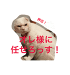押忍！おれボス。野良猫上等っす！（個別スタンプ：3）