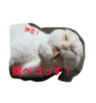 押忍！おれボス。野良猫上等っす！（個別スタンプ：4）