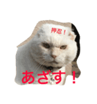 押忍！おれボス。野良猫上等っす！（個別スタンプ：5）