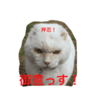 押忍！おれボス。野良猫上等っす！（個別スタンプ：6）