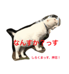 押忍！おれボス。野良猫上等っす！（個別スタンプ：7）