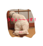 押忍！おれボス。野良猫上等っす！（個別スタンプ：9）