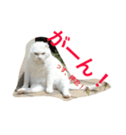 押忍！おれボス。野良猫上等っす！（個別スタンプ：12）
