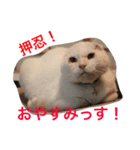 押忍！おれボス。野良猫上等っす！（個別スタンプ：13）