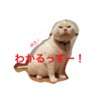 押忍！おれボス。野良猫上等っす！（個別スタンプ：14）
