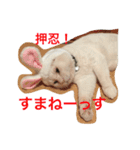 押忍！おれボス。野良猫上等っす！（個別スタンプ：15）