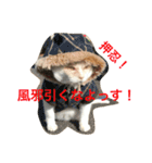 押忍！おれボス。野良猫上等っす！（個別スタンプ：16）