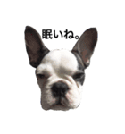 Frenchbulldogbrotherssticker（個別スタンプ：1）