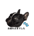 Frenchbulldogbrotherssticker（個別スタンプ：2）