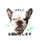 Frenchbulldogbrotherssticker（個別スタンプ：4）