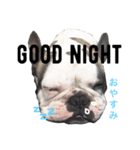Frenchbulldogbrotherssticker（個別スタンプ：5）