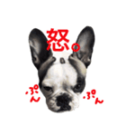 Frenchbulldogbrotherssticker（個別スタンプ：6）