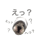 Frenchbulldogbrotherssticker（個別スタンプ：7）