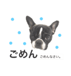 Frenchbulldogbrotherssticker（個別スタンプ：8）