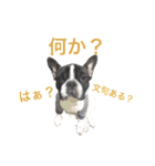 Frenchbulldogbrotherssticker（個別スタンプ：11）