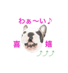 Frenchbulldogbrotherssticker（個別スタンプ：13）