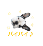 Frenchbulldogbrotherssticker（個別スタンプ：14）