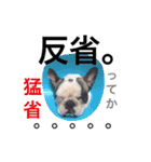 Frenchbulldogbrotherssticker（個別スタンプ：15）
