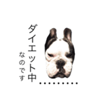 Frenchbulldogbrotherssticker（個別スタンプ：16）