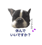 Frenchbulldogbrotherssticker（個別スタンプ：19）