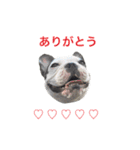 Frenchbulldogbrotherssticker（個別スタンプ：20）