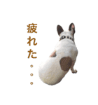 Frenchbulldogbrotherssticker（個別スタンプ：21）