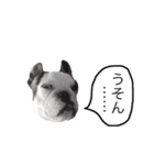 Frenchbulldogbrotherssticker（個別スタンプ：22）