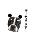 Frenchbulldogbrotherssticker（個別スタンプ：23）