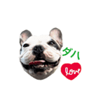 Frenchbulldogbrotherssticker（個別スタンプ：24）