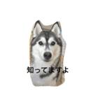 しーぽんスタンプ（個別スタンプ：1）