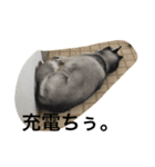 しーぽんスタンプ（個別スタンプ：2）